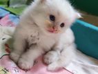 Pure Persian Cat