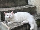 Persian Cat