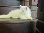 Pure Persian Cat