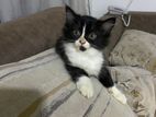 Pure Persian Cat