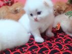 Pure Persian Cats