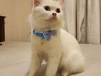 Pure Persian Female