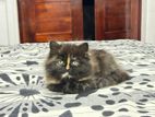 Pure Persian Female Kitten