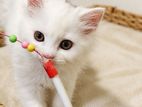Pure Persian Female Kittens