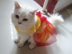 Pure Persian Cat