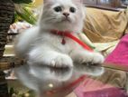 Pure Persian Cat