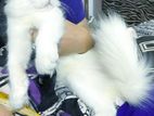 Persian Kitten