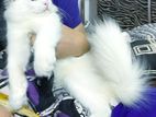 Pure Persian