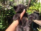 Pure Persian