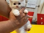 Pure Persian
