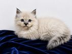 Pure Persian Cat
