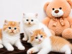 Pure Persian Fur Balls