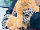 Pure Persian ginger female cat sale