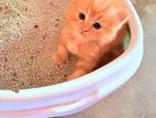 Pure Persian Ginger Kittens