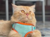 Pure Persian Ginger Male Cat