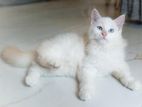 Pure Persian kitten with cats