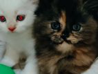 Persian Kitten