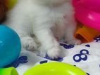 Persian Kitten