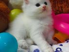 Pure Persian Kitten