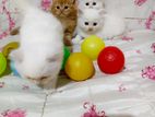 Persian Kitten