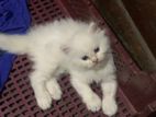 pure persian kitten