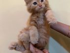 Pure Persian Kitten