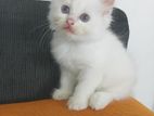 Persian Kitten