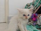 Persian Kitten