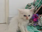 Persian Kitten