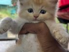 Persian Kitten