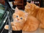 Persian Kitten
