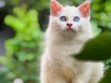 Persian Kitten