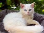 Pure Persian Kitten