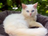 Pure Persian Kitten