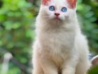 Pure Persian Kitten