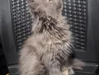 Pure Persian Kitten