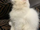 Pure Persian Kitten