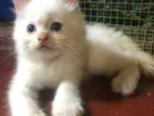 Persian Kittens