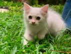 Persian Kitten