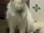 Pure Persian Kitten