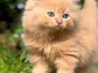 Pure Persian Kittens Big Bone