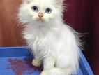 Persian Kitten