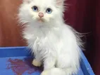Persian Kitten
