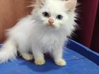 Pure Persian Kittens
