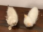 Persian Kittens
