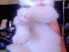 Persian Kittens