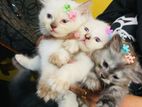 Persian Kittens