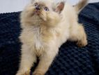Persian Kittens
