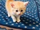 pure Persian kittens
