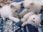 Pure Persian Kittens